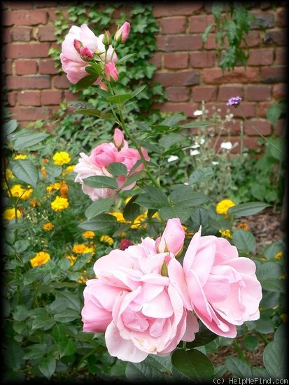 'Egon Schiele' rose photo