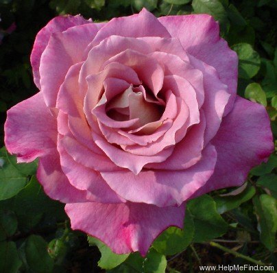 'Double Feature' rose photo