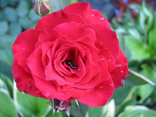 'John Waterer (hybrid tea, McGredy, 1965)' rose photo