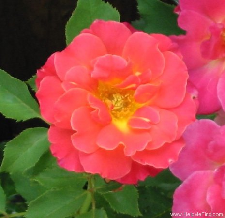 'Granada (hybrid tea, Lindquist, 1963)' rose photo