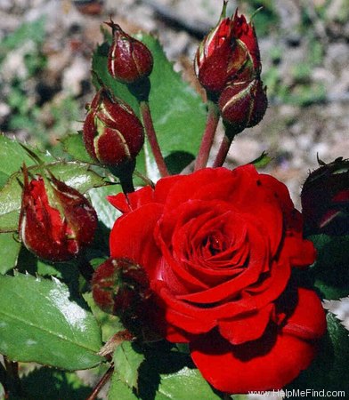 'Nikita ® (floribunda, Ilsink, 1988)' rose photo