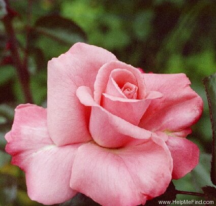 'Anna Livia' rose photo