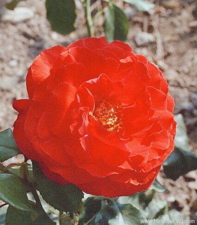 'Arturo Toscanini' rose photo