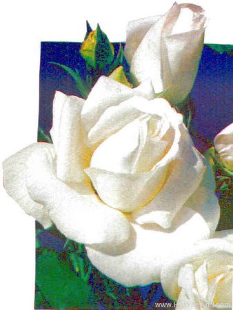 'Candeur ®' rose photo