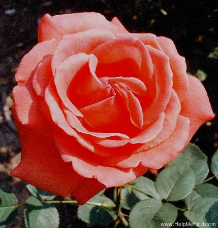 'Herzog von Windsor' rose photo