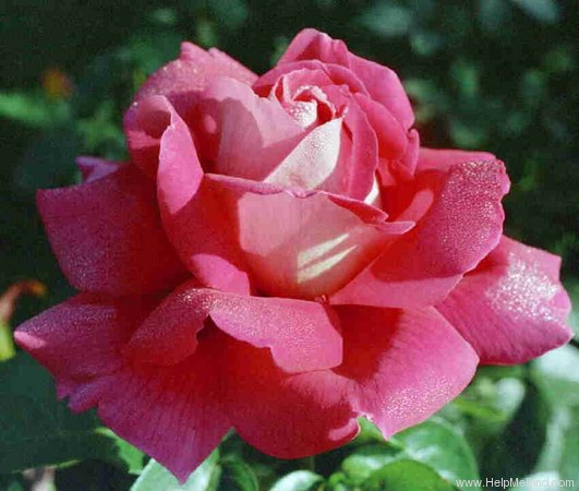 'Kronenbourg ®' rose photo