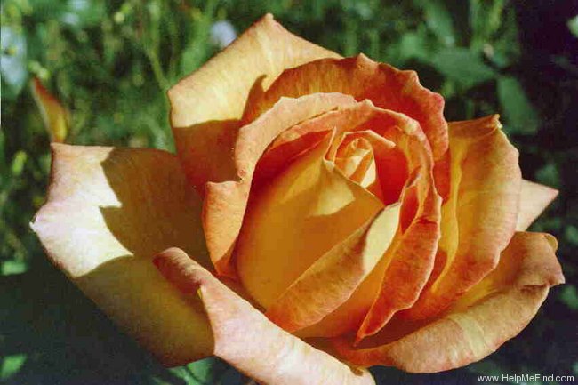 'Caribia (hybrid tea, Wheatcroft, 1972)' rose photo