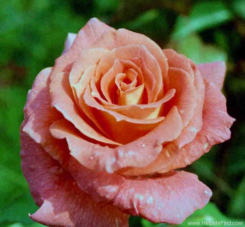 'Liselle' rose photo