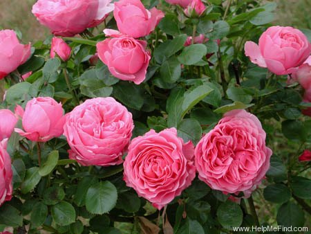'Leonardo da Vinci ® (Floribunda, Meilland, 1993)' rose photo