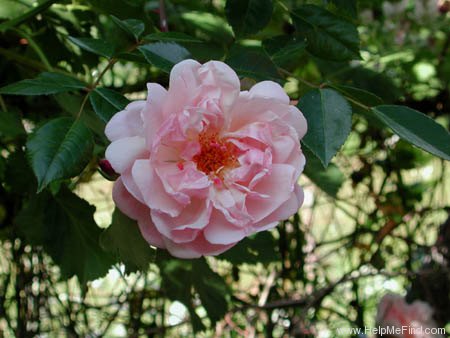 'Léontine Gervais' rose photo