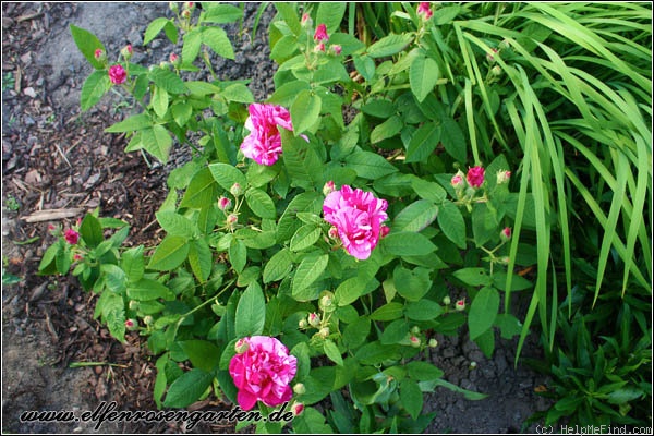 'Rosa Mundi (gallica, before 1658)' rose photo