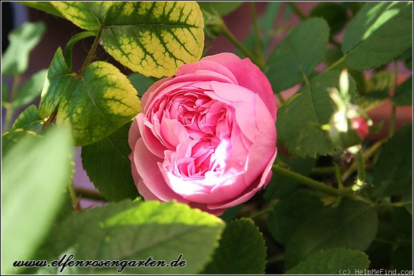 'Sidonie (bourbon, Dorisy, 1846)' rose photo