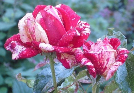 'Brocéliande ® (Hybrid Tea, Adam 2000)' rose photo