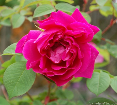 'Rose à Parfum de l'Hay' rose photo