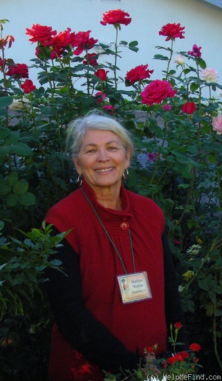 'Marilyn Wellan (hybrid tea, Edwards & Phelps 2005)' rose photo