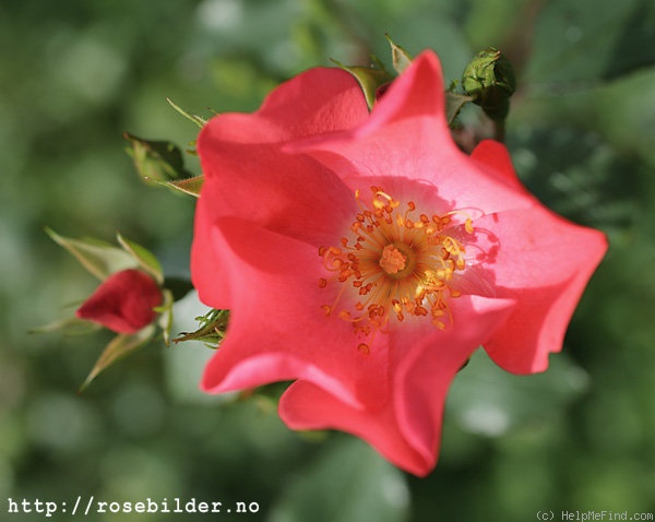 'Douceur Normande ®' rose photo