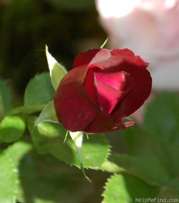 'Route 66' rose photo