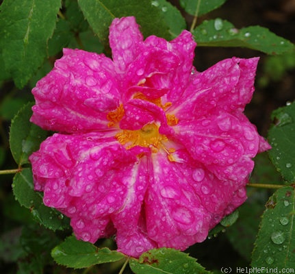 'Marbrée (Portland, Robert, 1858)' rose, click to enlarge 'Marbrée (Portland, Robert, 1858)' rose photo