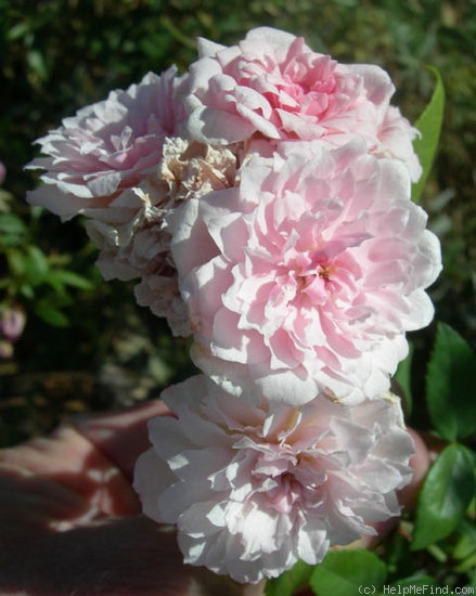 'June Anne' rose photo