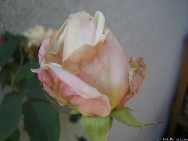 'Madame Jules Gravereaux' rose photo