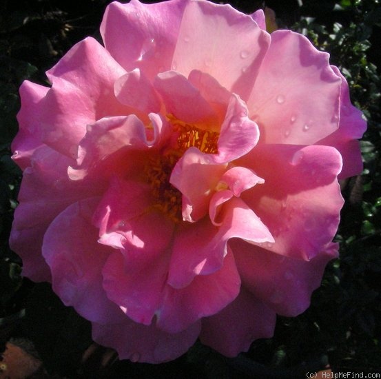 'Audrey Wilcox' rose photo