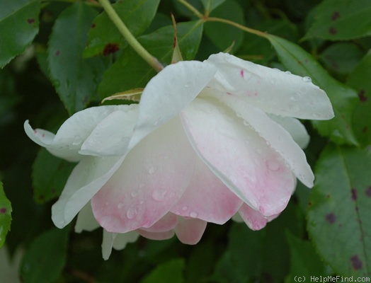 'Schneewittchen, Cl.' rose photo