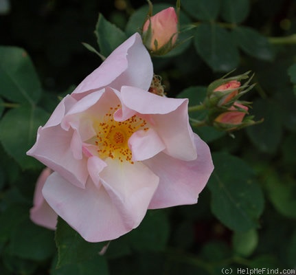 'Shropshire Lass' rose photo