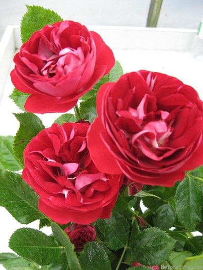'Shiloh Hill Rose' rose photo
