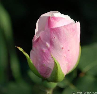 'Souvenir de St. Anne's' rose photo