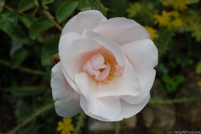'Souvenir de St. Anne's' rose photo