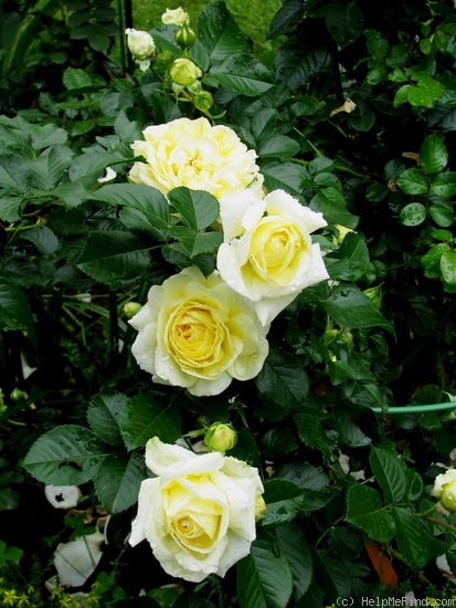 'Nadia Meillandeco' rose photo