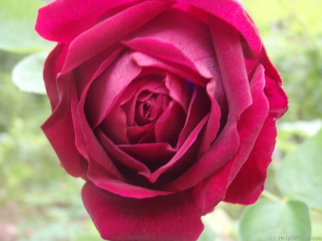 'Pierre Notting' rose photo