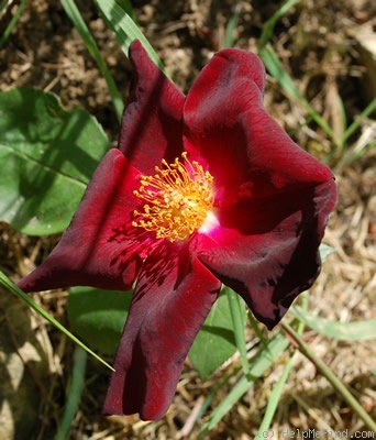 'Sweet Sultan' rose photo