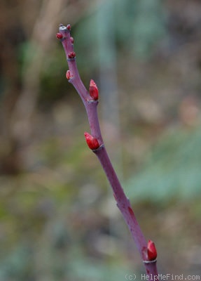 'Thérèse Bugnet (Rugosa, Bugnet, 1941)' rose photo