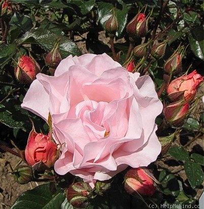 'Holstentor' rose photo