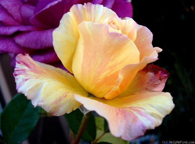 'Maurice Utrillo ™' rose photo