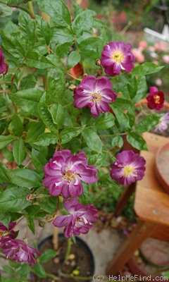 'Veilchenblau (Rambler, Schmidt 1909)' rose photo