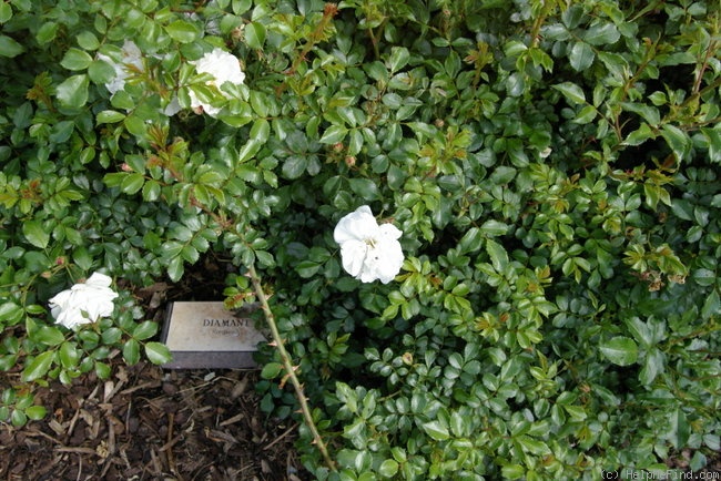 'Diamant® (shrub, Kordes 2001)' rose photo