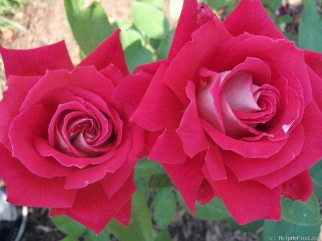 'Love (grandiflora, Warriner, 1977)' rose photo