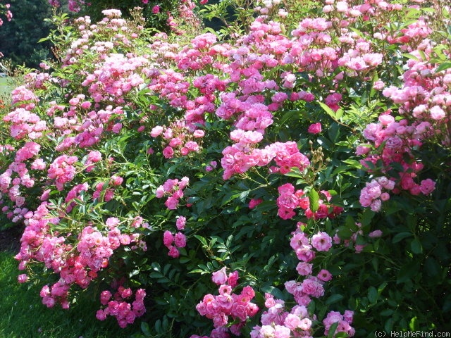 'Martha's Vineyard' rose photo