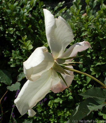 'White Wings' rose photo