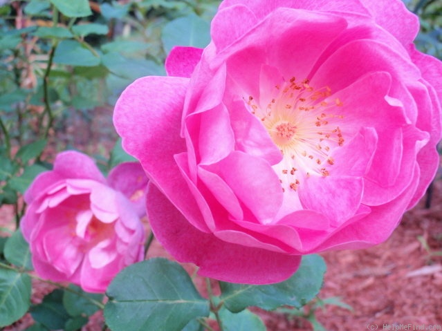 'Corvedale' rose photo