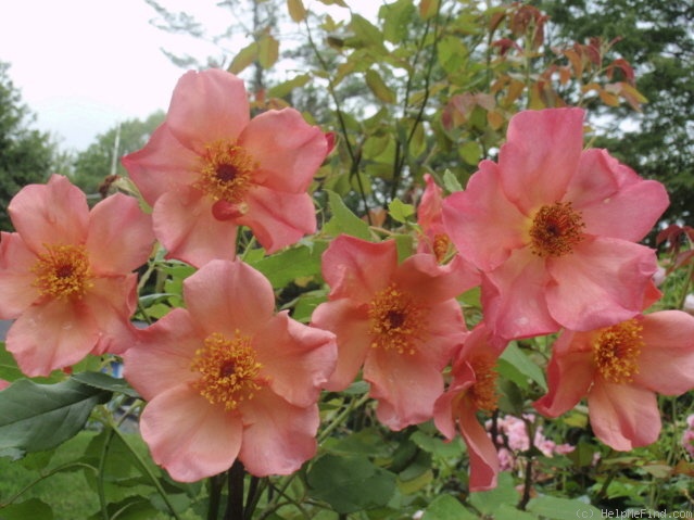'Morning Mist (shrub, Austin, 1996)' rose photo