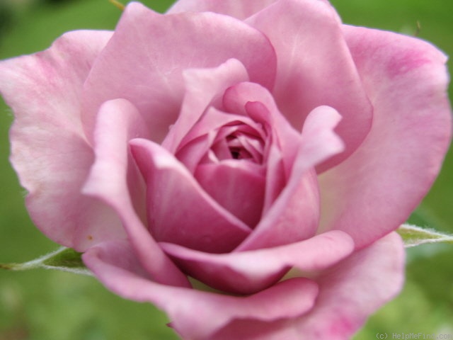 'Ernie' rose photo