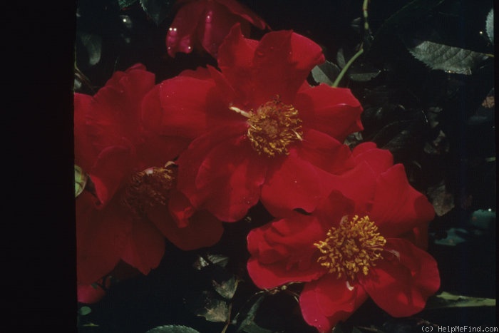 'Alberta (floribunda, Fleming, 1990)' rose photo