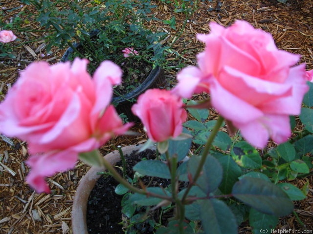 'In Memory' rose photo