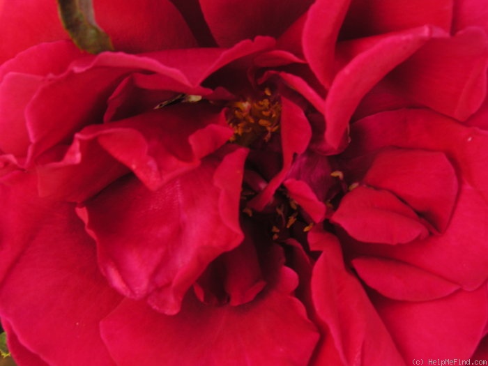 'Erotica' rose photo