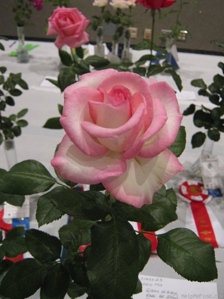 'Moonstone ™ (Hybrid Tea, Carruth 1998)' rose photo