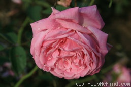 'Hermosa (bourbon, Marchesseau, 1832)' rose photo