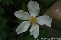 'R. paulii' rose photo